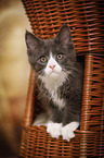 Maine Coon Kitten