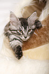 Maine Coon Kitten