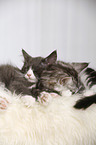 2 Maine Coon Kitten