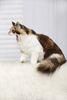 yawning Maine Coon