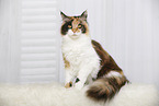 sitting Maine Coon