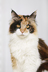 Maine Coon Portrait