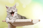 yawning Maine Coon Kitten