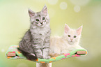 2 Maine Coon Kitten