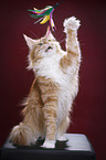 Maine Coon plays with feather waggler