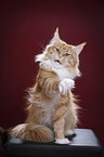 sitting Maine Coon