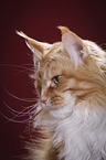 Maine Coon Portrait