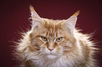 Maine Coon Portrait