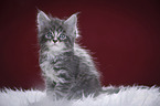 Maine Coon Kitten