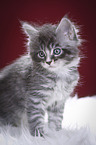 Maine Coon Kitten