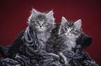 Maine Coon Kitten