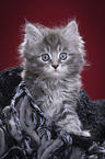 Maine Coon Kitten