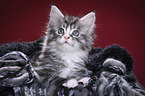 Maine Coon Kitten