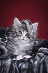 Maine Coon Kitten