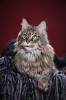 lying Maine Coon