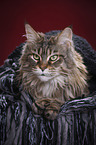 lying Maine Coon