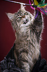 Maine Coon plays with feather waggler