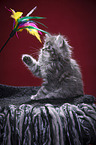 Maine Coon plays with feather waggler