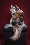 sitting Maine Coon