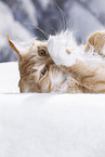 lying Maine Coon