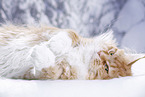 lying Maine Coon