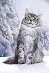 Maine Coon tomcat