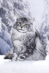 Maine Coon tomcat