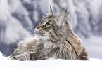lying Maine Coon
