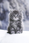 Maine Coon Kitten