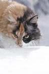 Maine Coon Portrait
