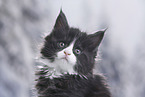 Maine Coon Portrait