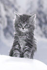 Maine Coon Kitten