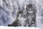 Maine Coon Kitten