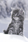 Maine Coon Kitten