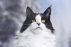Maine Coon Portrait
