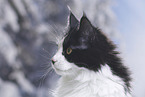 Maine Coon Portrait
