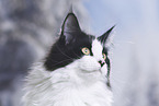 Maine Coon Portrait