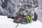 Maine Coon plays with feather waggler