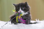 Maine Coon plays with feather waggler