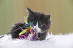 Maine Coon plays with feather waggler