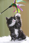 Maine Coon plays with feather waggler