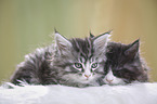 Maine Coon Kitten