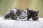 Maine Coon Kitten