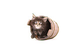 Maine Coon Kitten