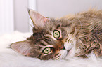 lying Maine Coon