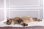 lying Maine Coon