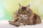 lying Maine Coon