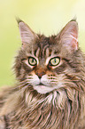 Maine Coon Portrait