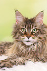 lying Maine Coon