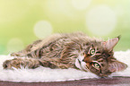 lying Maine Coon